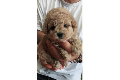 成約済の静岡県のトイプードル-72592の1枚目