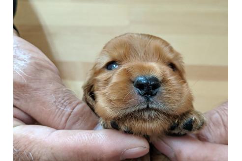 成約済の愛知県のイングリッシュコッカースパニエル-74018の1枚目