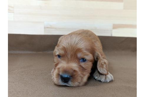 成約済の愛知県のイングリッシュコッカースパニエル-74018の3枚目