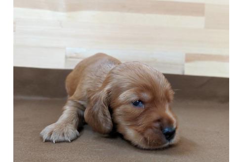 成約済の愛知県のイングリッシュコッカースパニエル-74018の2枚目