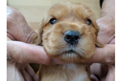 成約済の愛知県のイングリッシュコッカースパニエル-74020の1枚目