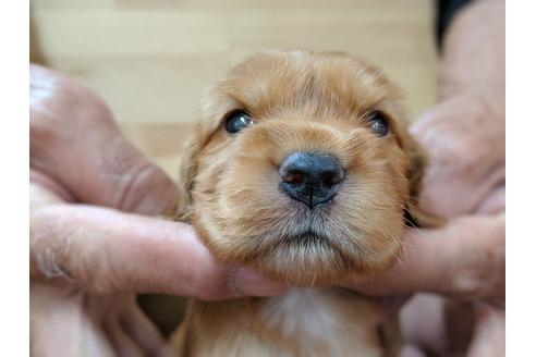 成約済の愛知県のイングリッシュコッカースパニエル-74020の2枚目