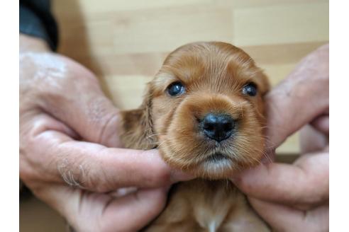 成約済の愛知県のイングリッシュコッカースパニエル-74023の1枚目