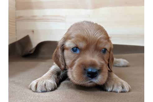 成約済の愛知県のイングリッシュコッカースパニエル-74023の2枚目