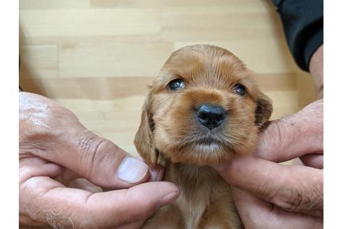 成約済の愛知県のイングリッシュコッカースパニエル-74024の1枚目