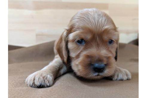 成約済の愛知県のイングリッシュコッカースパニエル-74024の2枚目