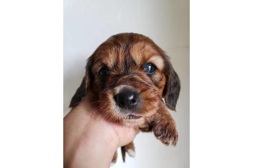 成約済の愛知県のミックス犬-73533の2枚目
