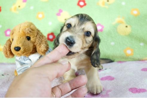 成約済の兵庫県のミニチュアダックスフンド(ロングヘアード)-73861の4枚目