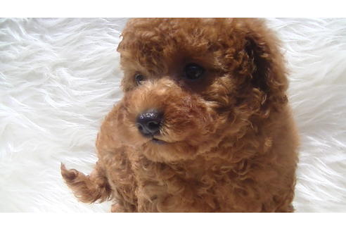 成約済の福岡県のタイニープードル-70912の7枚目