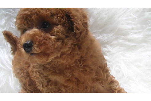 成約済の福岡県のタイニープードル-70912の6枚目