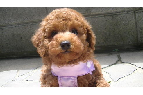 成約済の福岡県のタイニープードル-70912の5枚目