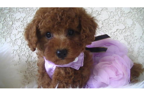 成約済の福岡県のタイニープードル-70912の4枚目