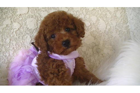 成約済の福岡県のタイニープードル-70912の1枚目