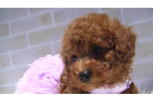 成約済の福岡県のタイニープードル-70912の3枚目