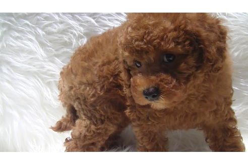 成約済の福岡県のタイニープードル-70912の2枚目