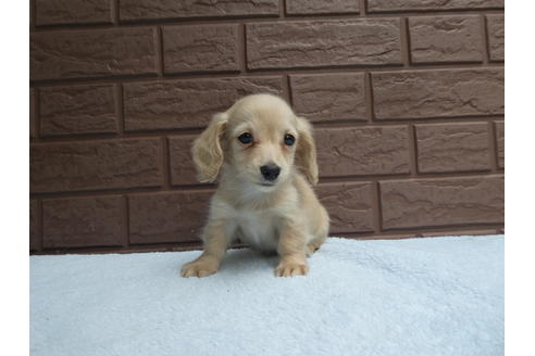 成約済の埼玉県のカニンヘンダックスフンド(ロングヘアード)-74056の1枚目