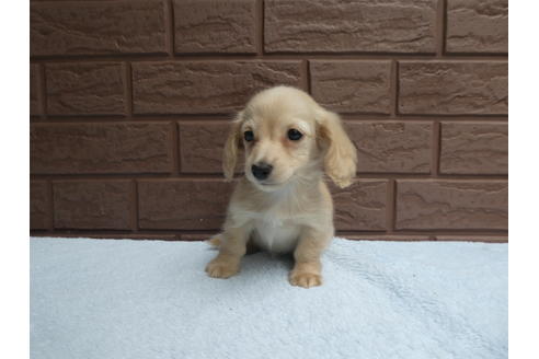 成約済の埼玉県のカニンヘンダックスフンド(ロングヘアード)-74056の3枚目