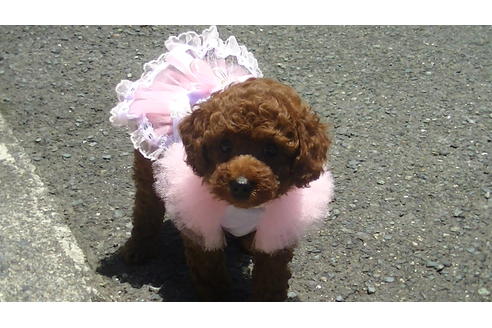 成約済の福岡県のタイニープードル-70915の6枚目