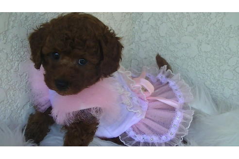 成約済の福岡県のタイニープードル-70915の5枚目