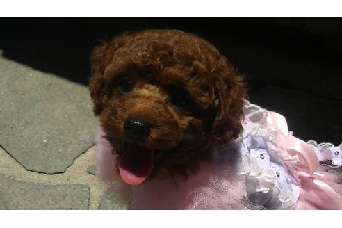 成約済の福岡県のタイニープードル-70915の4枚目