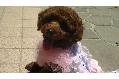 成約済の福岡県のタイニープードル-70915の3枚目