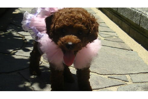 成約済の福岡県のタイニープードル-70915の2枚目