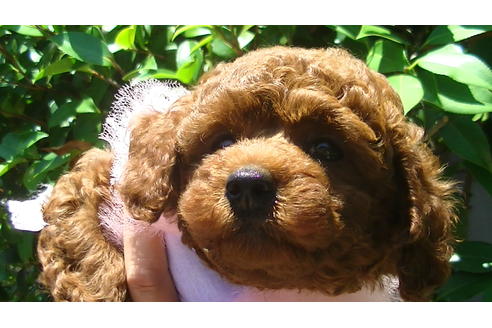 成約済の福岡県のタイニープードル-70915の1枚目