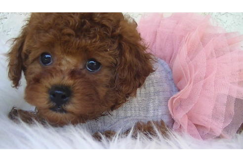 成約済の福岡県のタイニープードル-70911の4枚目