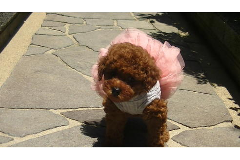 成約済の福岡県のタイニープードル-70911の3枚目