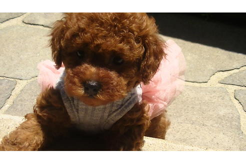 成約済の福岡県のタイニープードル-70911の1枚目