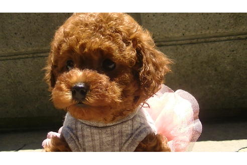 成約済の福岡県のタイニープードル-70911の2枚目