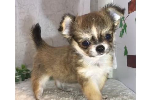 香川県のロングコートチワワ 男の子 2019 05 03生まれ フォーン