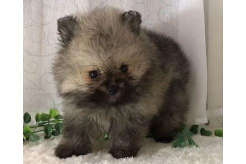 成約済の香川県のポメラニアン-73760の8枚目