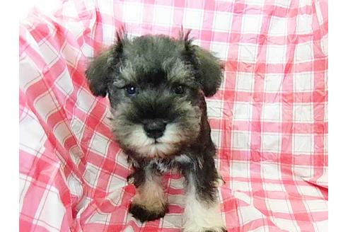 成約済の福岡県のミニチュアシュナウザー-74091の1枚目