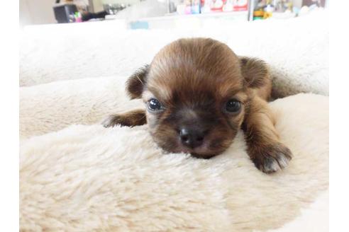 成約済の福岡県のチワワ(ロングコート)-74095の1枚目