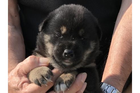 成約済の長崎県の柴犬-74109の10枚目