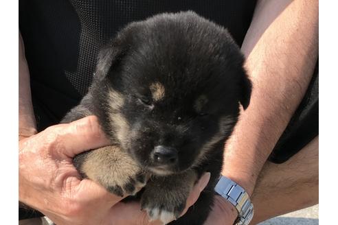 成約済の長崎県の柴犬-74109の8枚目