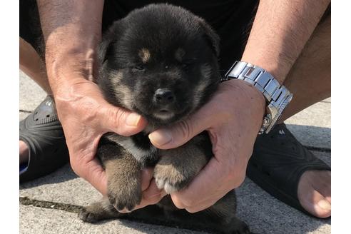 成約済の長崎県の柴犬-74109の7枚目