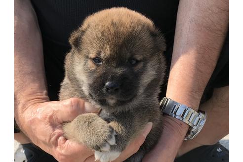 成約済の長崎県の柴犬-74113の10枚目