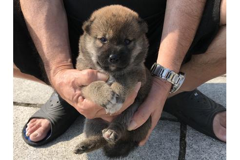 成約済の長崎県の柴犬-74113の9枚目