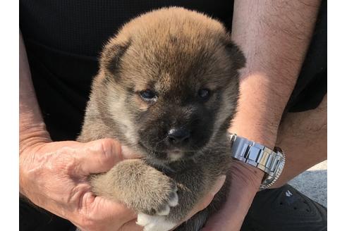 成約済の長崎県の柴犬-74113の8枚目