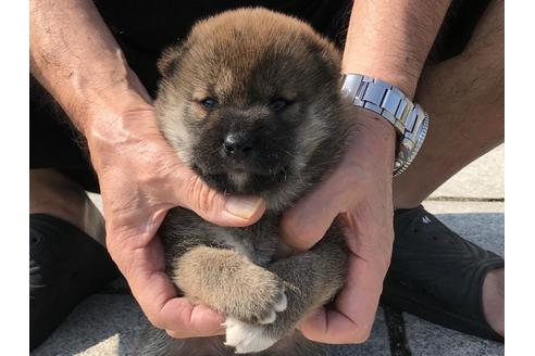 成約済の長崎県の柴犬-74113の7枚目