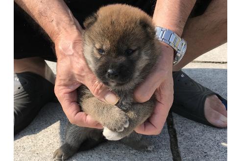 成約済の長崎県の柴犬-74113の6枚目