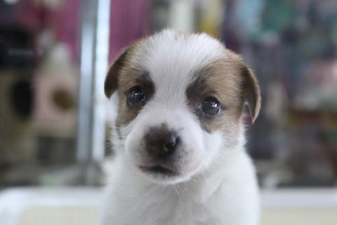 成約済の京都府のジャックラッセルテリア-74182の1枚目