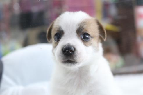 成約済の京都府のジャックラッセルテリア-74182の6枚目