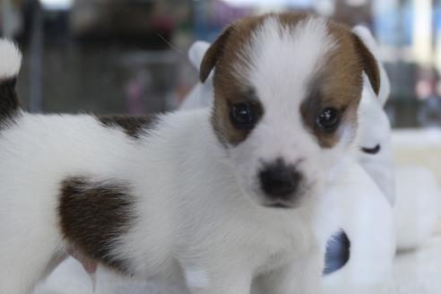 成約済の京都府のジャックラッセルテリア-74182の5枚目