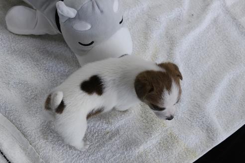 成約済の京都府のジャックラッセルテリア-74182の4枚目