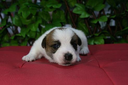 成約済の京都府のジャックラッセルテリア-74182の3枚目