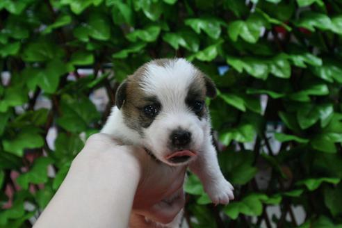 成約済の京都府のジャックラッセルテリア-74182の2枚目