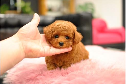 成約済の茨城県のタイニープードル-74184の10枚目